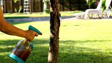 Applying fungicide solution on tree trunk in bright backyard garden setting Stock Footage 341129930