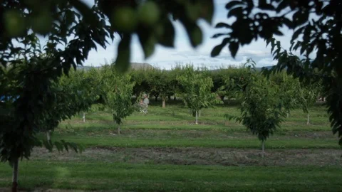 Applying insecticide on a farm Stock Footage 99994949
