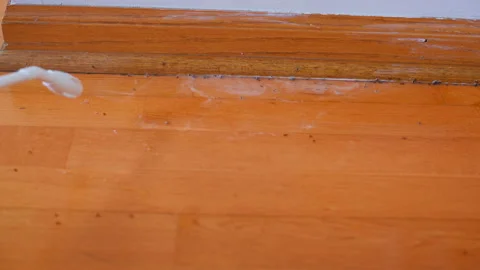 Applying liquid pest control solution to eliminate ants along wooden floor Vidéo 334062550