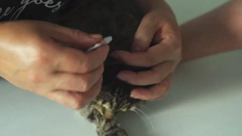 Applying parasite drops on the cat's withers at home for health and wellness Video stock 296607418
