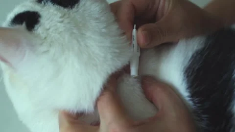 Applying parasite drops to a cat's withers for effective treatment 스톡 동영상 296607422