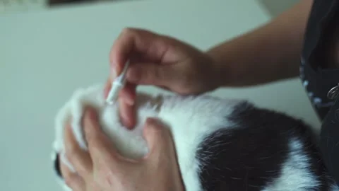 Applying parasite drops to a cat's withers for effective treatment Video stock 301435559