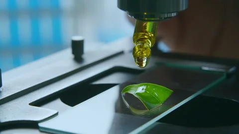 Applying Plant Extract Sample to Leaf for Microscopic Research in Lab Stock Footage 315130202