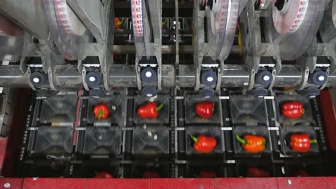 Applying stickers on vegetables red bell pepper. Food industrial machinery Stock Footage 164239070