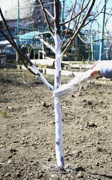 Applying whitewash to the trunk of a fruit tree in the garden Stock Photos
