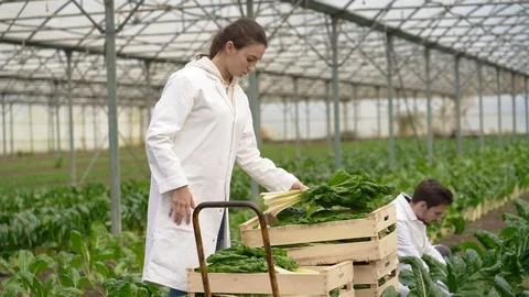 Apprentice in greenhouse checking plants Stock Footage 123214903