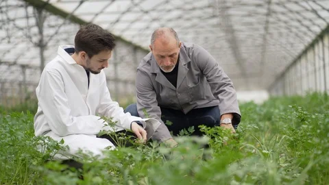 Apprentice in greenhouse learning about organic agriculture Stock Footage 123214814