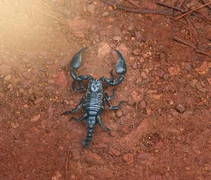 Approach with caution. High angle shot of a black scorpion in sandy terrain. 写真素材
