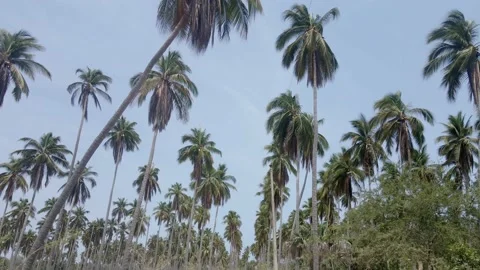 Approach to a field of palm trees during the d Stock Footage 155074087