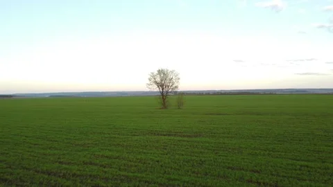 Approach to a lonely tree on a quadrocopter Stock Footage 201341233