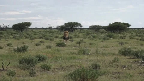 Approach reaches close range; eye line readable — Part 5 库存影片 320354469