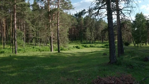 The approach shot in the forest. 스톡 동영상 112096249