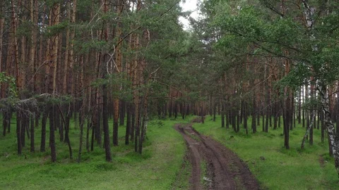 The approach shot in the forest. 스톡 동영상 112096617