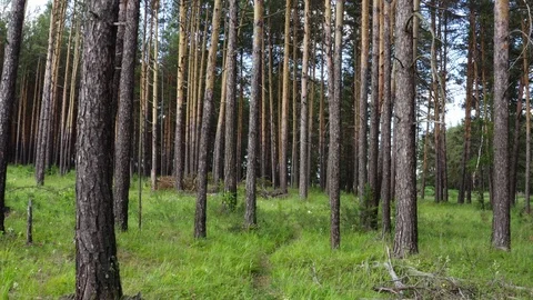 The approach shot over the forest path. 스톡 동영상 112096053