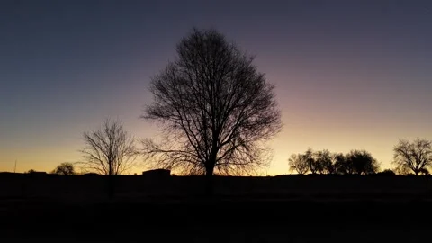 Approach to the silhouette of a tree at dawn Stock Footage 261383600