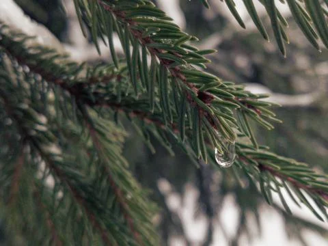 The approach of spring Foto stock