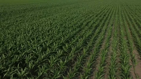 Approach Wind Turbines from Cornfield Stock Footage 329613738