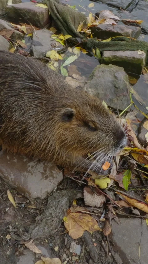 Approaches to wet Coypu sitting on stone by river among fallen autumn leaves and Stock Footage 325076310