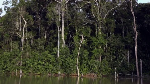 Approaching the Amazon Rainforest Stock Footage 76804459