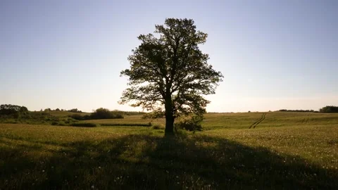 Approaching and moving away from oak tree at sunrise. Video stock 132771249