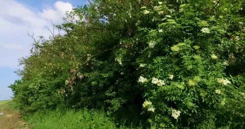 Approaching and picking wild elderflower in nature Stock Footage 108655710