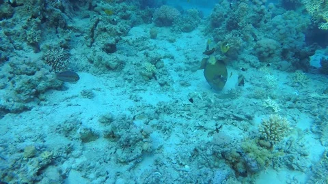 Approaching big fish eating corals on the bottom of the sea Stock Footage 113909961