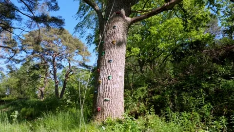Approaching big Oak Tree with climbing handholds and ropes Stock Footage 195999342
