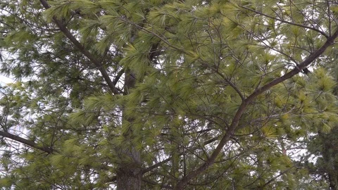 Approaching the branches of a pine swaying in the wind Stock Footage 102755961