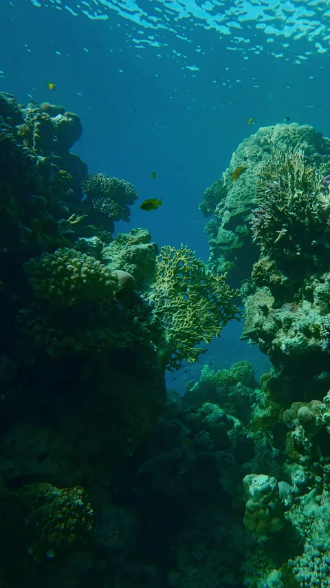 Approaching to break in coral reef wall in bright rays of midday sun Stock Footage 332310077