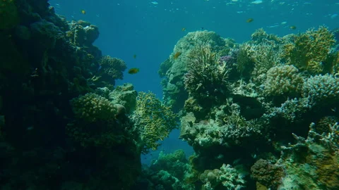 Approaching to break in coral reef wall in bright rays of midday sun Stock Footage 339971603