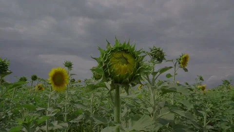 Approaching the camera to the sunflower Video stock 94937592