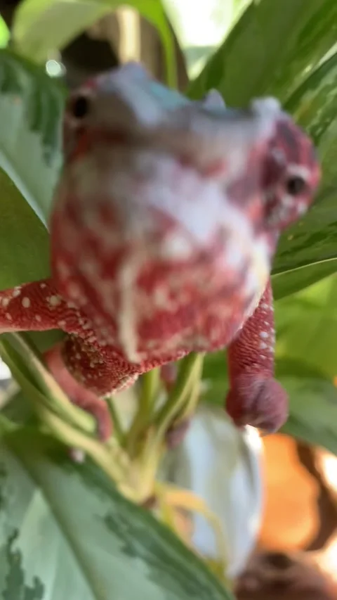 Approaching Chameleon Stock Footage 150403863