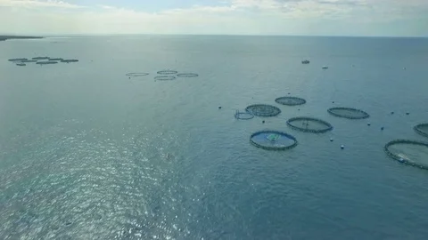 Approaching circular cages for fish farming in the Atlantic Ocean Canary Islands Stock Footage 74004880