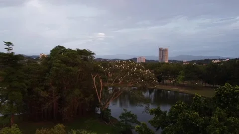Approaching a colony of egrets from above Stock Footage 303953110