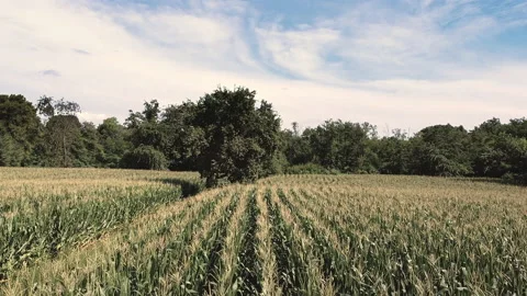 Approaching a cool tree flying over a corn field Vidéo 138342561