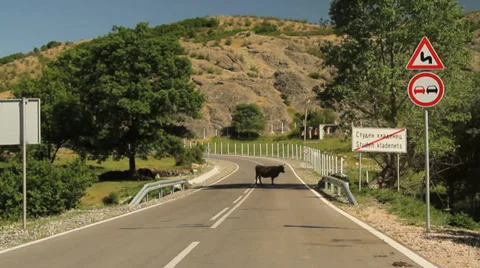 Approaching a cow standing in the middle of the road Stock Footage 33878241