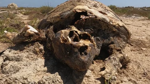 Approaching dead sea turtle carcass on sea rocks, first person view Stock Footage 279427027