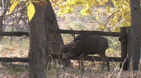 Approaching Dominant Mule Deer Buck With Fall Colors Stock Footage 48949572