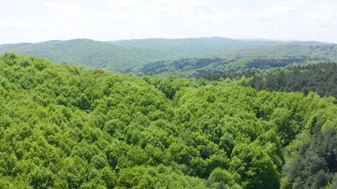 Approaching drone shot of the oak forest at Strandzha Mountain, a site Stock Footage 269505150