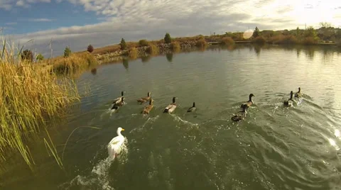 Approaching Ducks on a Pond Stock Footage 34693999