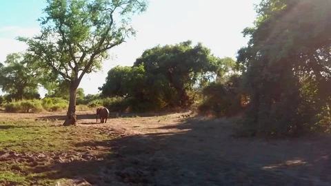 Approaching elephant and monkeys Stock Footage 124551330