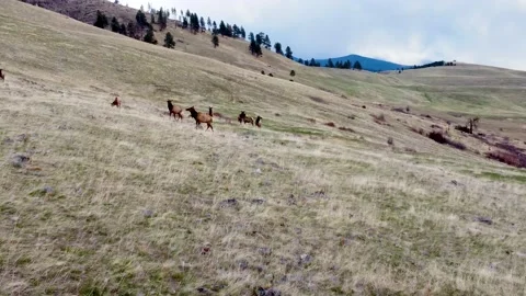 Approaching Elk on a hill 스톡 동영상 152345746