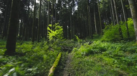 Approaching the fallen tree in a pine forest, Croatia. Stock Footage 62956014