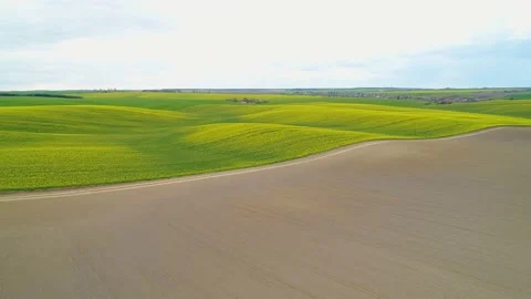 Approaching in flight to the flowering rapeseed fields. Aerial view. Video stock 187782938