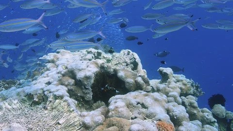 Approaching a healthy reef with hard corals, soft corals, anemone, clownfish and Stock Footage 113201912
