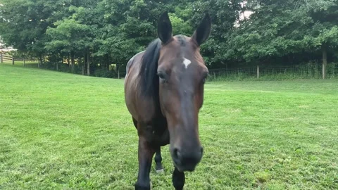 Approaching Horse Video stock 246397442