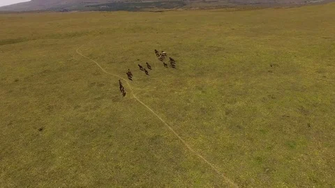 Approaching Horses on the Plain Stock Footage 77736618