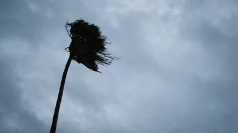 Approaching Hurricane Blows Palm Tree Stock Footage 136315883