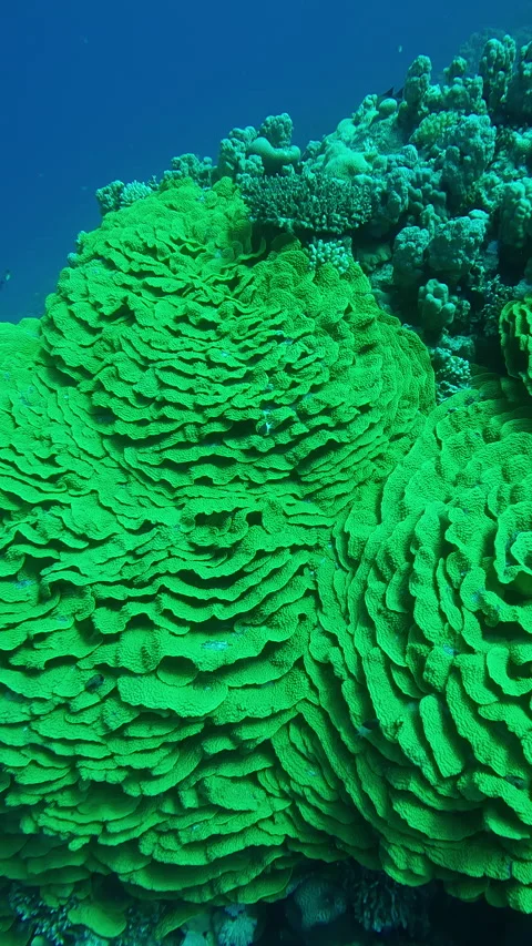 Approaching a large colony of bright Yellow Scroll Corals, Slow motion Stock Footage 305323092