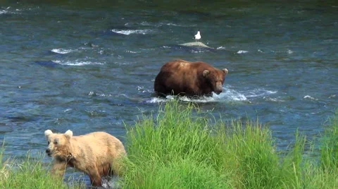 Approaching Larger Boar Intimidates Two Smaller Brown Bears Who Leave Stock Footage 51397141